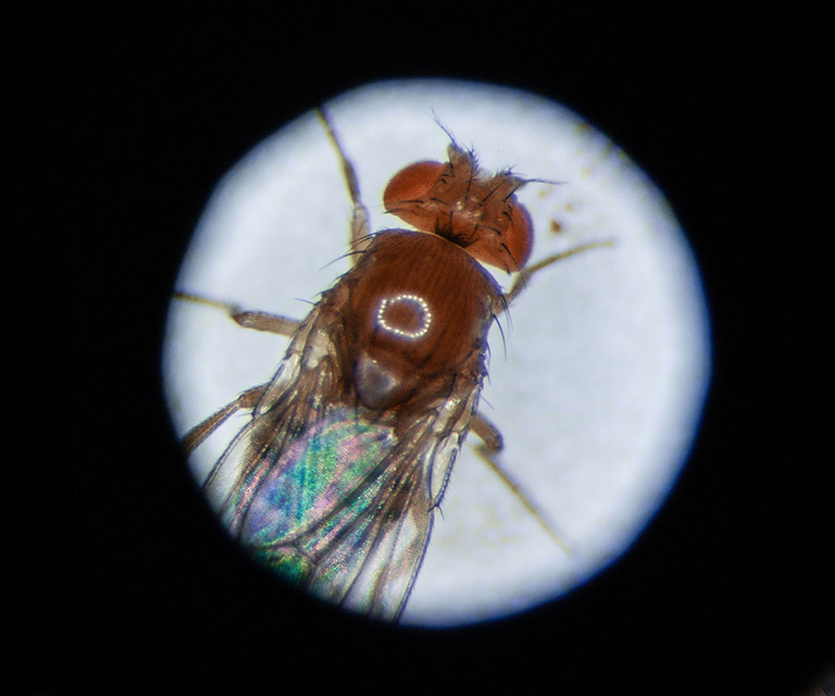 250620_Drosophila_c_F.-Vinken KWR, Kölner Wissenschaftsrunde, Meldungen aus Köln, Wissenschaft