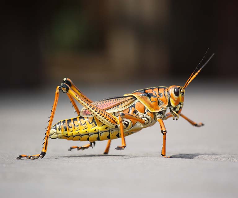 KWR, Kölner Wissenschaftsrunde, Meldungen aus Köln, Wissenschaft